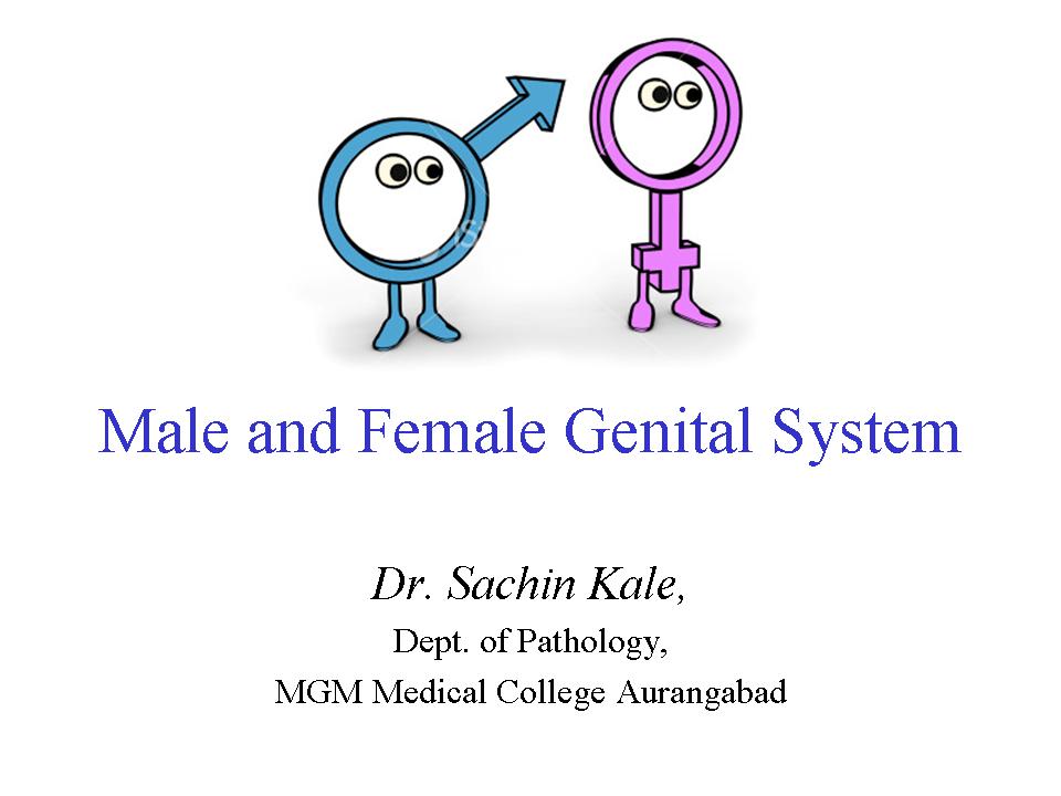 Male and Female Genital system